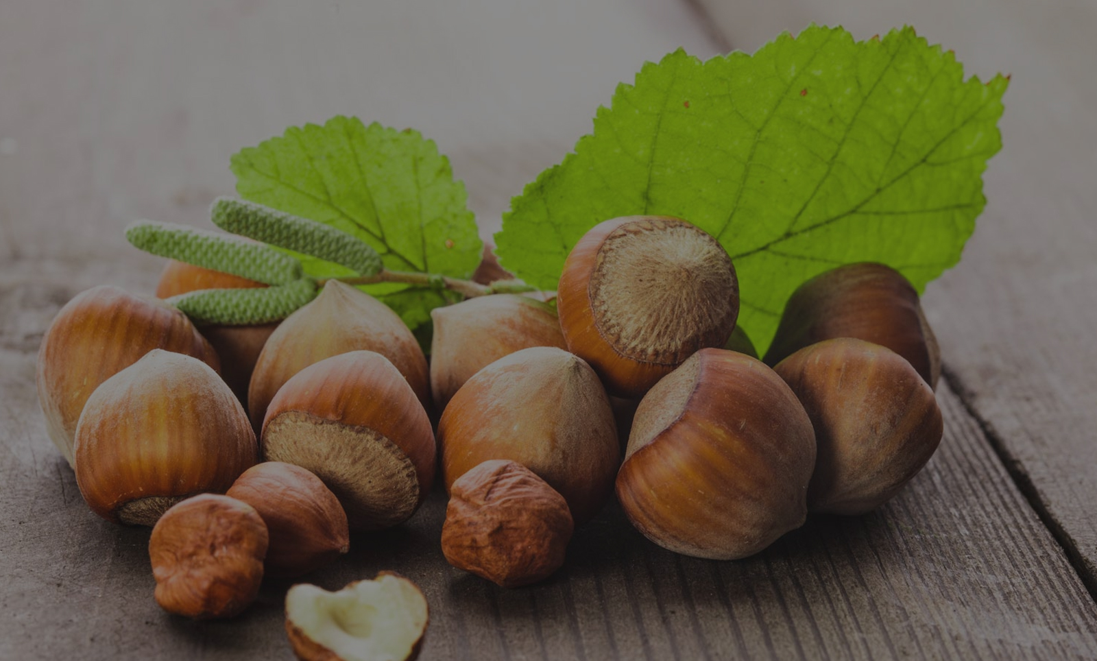 AzFindik hazelnut orchard