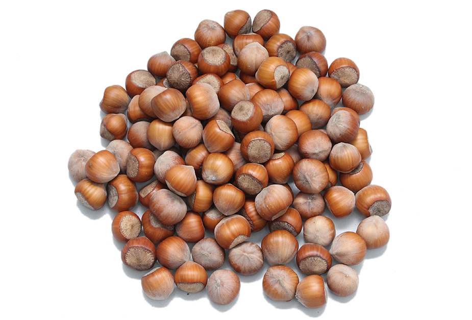 Hazelnuts In-Shell